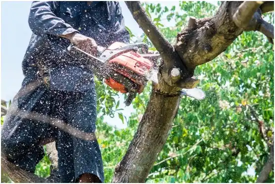 tree services King City